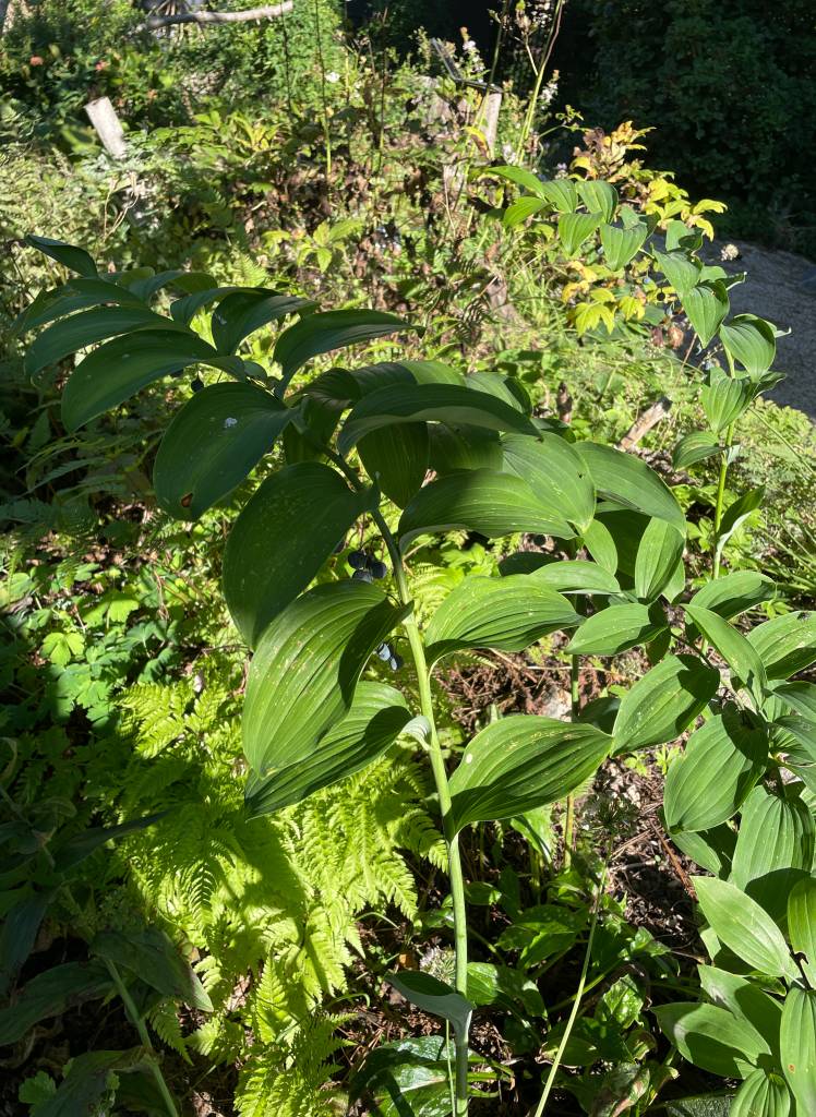 Plant name: Smooth Solomon